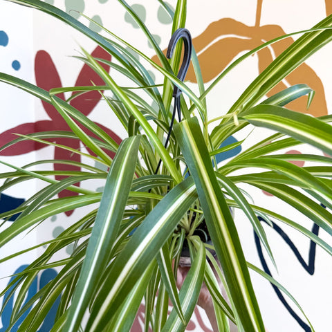Chlorophytum comosum 'Variegatum' - Spider Plant - Sprouts of Bristol