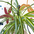 Chlorophytum comosum 'Variegatum' - Spider Plant - Sprouts of Bristol
