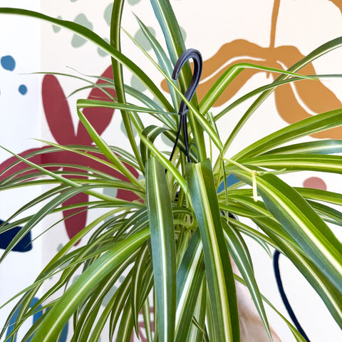 Chlorophytum comosum 'Variegatum' - Spider Plant - Sprouts of Bristol