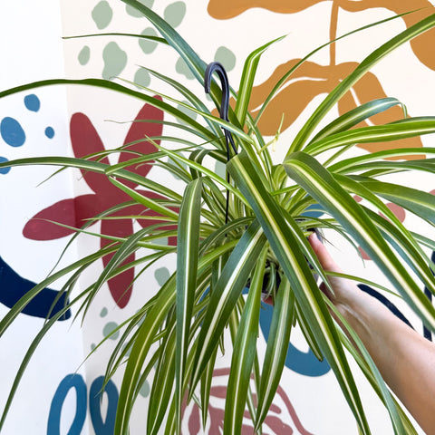 Chlorophytum comosum 'Variegatum' - Spider Plant - Sprouts of Bristol