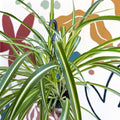 Chlorophytum comosum 'Variegatum' - Spider Plant - Sprouts of Bristol