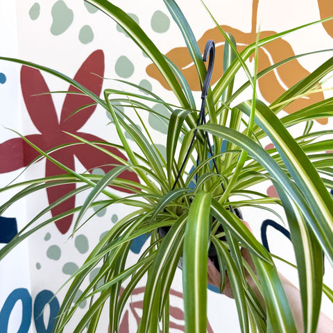Chlorophytum comosum 'Variegatum' - Spider Plant - Sprouts of Bristol