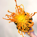 Chrysanthemum 'Firecracker' - Sprouts of Bristol