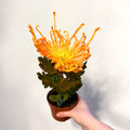 Chrysanthemum 'Firecracker' - Sprouts of Bristol