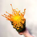 Chrysanthemum 'Firecracker' - Sprouts of Bristol