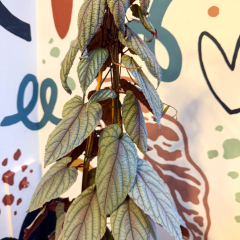 Cissus discolor 'Violet' - Climbing Rex Begonia Vine - Sprouts of Bristol