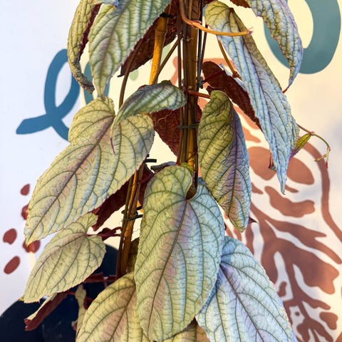 Cissus discolor 'Violet' - Climbing Rex Begonia Vine - Sprouts of Bristol