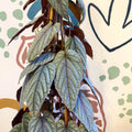 Cissus discolor 'Violet' - Climbing Rex Begonia Vine - Sprouts of Bristol