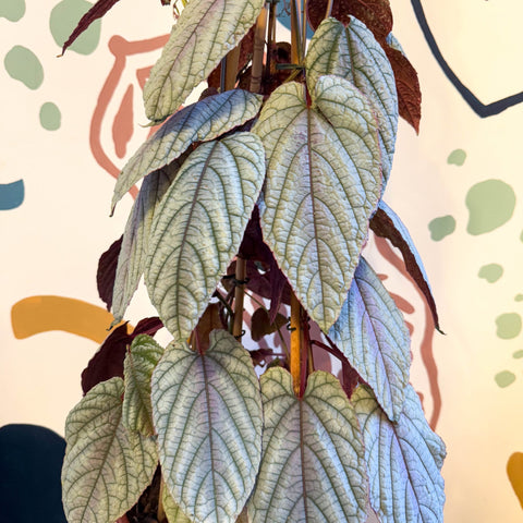 Cissus discolor 'Violet' - Climbing Rex Begonia Vine - Sprouts of Bristol