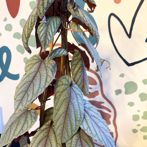 Cissus discolor 'Violet' - Climbing Rex Begonia Vine - Sprouts of Bristol