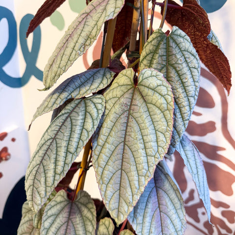 Cissus discolor 'Violet' - Climbing Rex Begonia Vine - Sprouts of Bristol