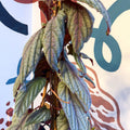 Cissus discolor 'Violet' - Climbing Rex Begonia Vine - Sprouts of Bristol