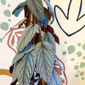 Cissus discolor 'Violet' - Climbing Rex Begonia Vine - Sprouts of Bristol