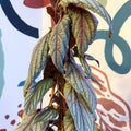 Cissus discolor 'Violet' - Climbing Rex Begonia Vine - Sprouts of Bristol