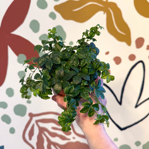 Cissus striata parthenocissus - Verona Vein - Sprouts of Bristol