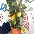 Citrus × limon – Lemon Tree - Sprouts of Bristol