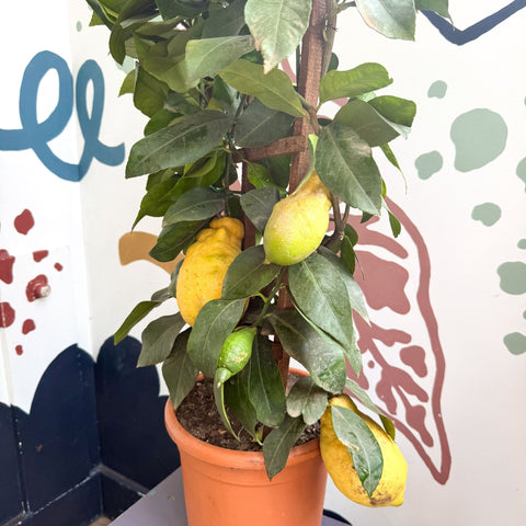 Citrus × limon – Lemon Tree - Sprouts of Bristol