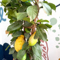 Citrus × limon – Lemon Tree - Sprouts of Bristol