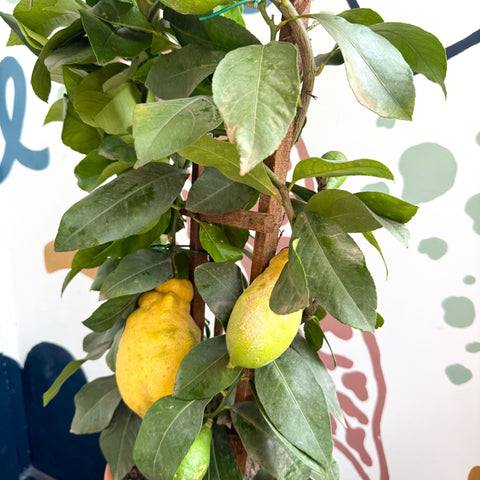Citrus × limon – Lemon Tree - Sprouts of Bristol
