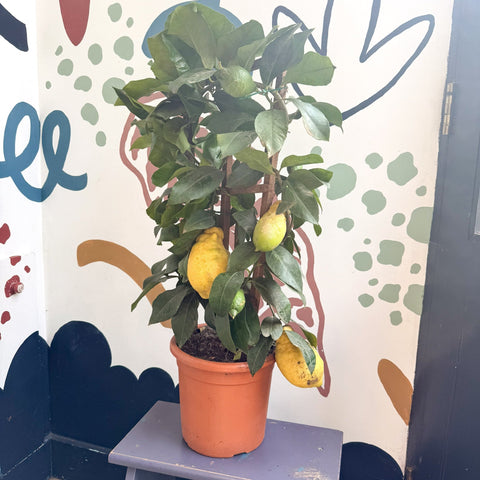 Citrus × limon – Lemon Tree - Sprouts of Bristol