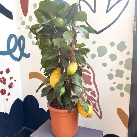 Citrus × limon – Lemon Tree - Sprouts of Bristol