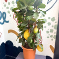 Citrus × limon – Lemon Tree - Sprouts of Bristol