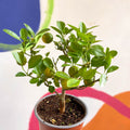 Citrus × microcarpa - Calamondin Orange - Sprouts of Bristol