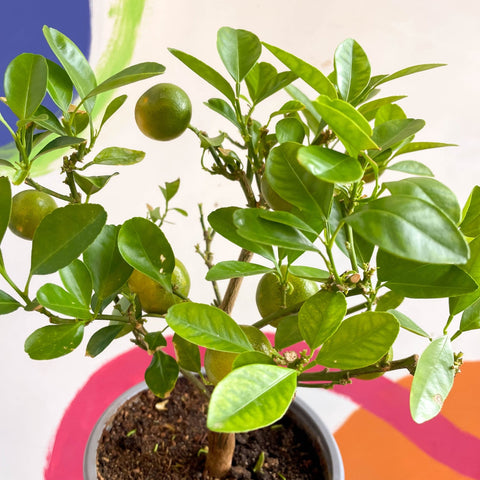 Citrus × microcarpa - Calamondin Orange - Sprouts of Bristol