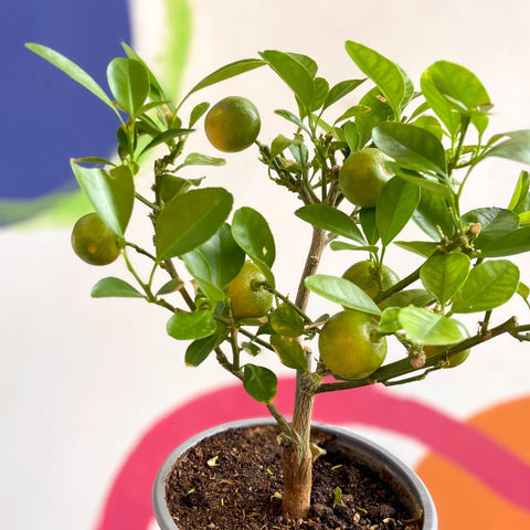 Citrus × microcarpa - Calamondin Orange - Sprouts of Bristol