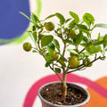 Citrus × microcarpa - Calamondin Orange - Sprouts of Bristol