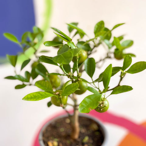 Citrus × microcarpa - Calamondin Orange - Sprouts of Bristol