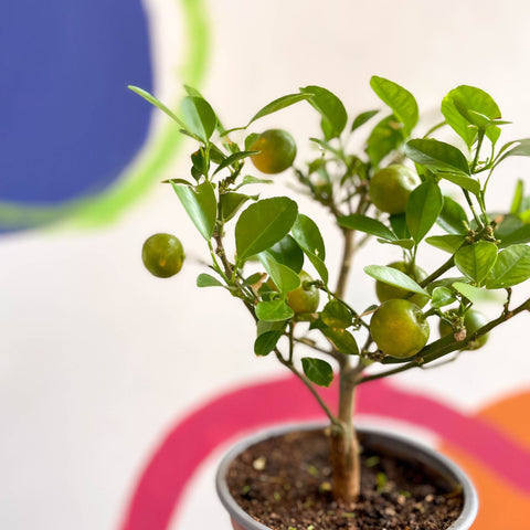 Citrus × microcarpa - Calamondin Orange - Sprouts of Bristol