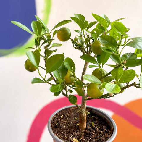 Citrus × microcarpa - Calamondin Orange - Sprouts of Bristol