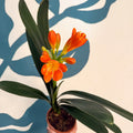 Clivia miniata - Bush Lily - Sprouts of Bristol