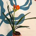 Clivia miniata - Bush Lily - Sprouts of Bristol