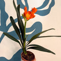 Clivia miniata - Bush Lily - Sprouts of Bristol