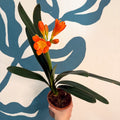 Clivia miniata - Bush Lily - Sprouts of Bristol
