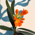 Clivia miniata - Bush Lily - Sprouts of Bristol