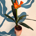 Clivia miniata - Bush Lily - Sprouts of Bristol