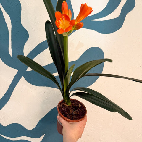 Clivia miniata - Bush Lily - Sprouts of Bristol