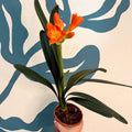 Clivia miniata - Bush Lily - Sprouts of Bristol