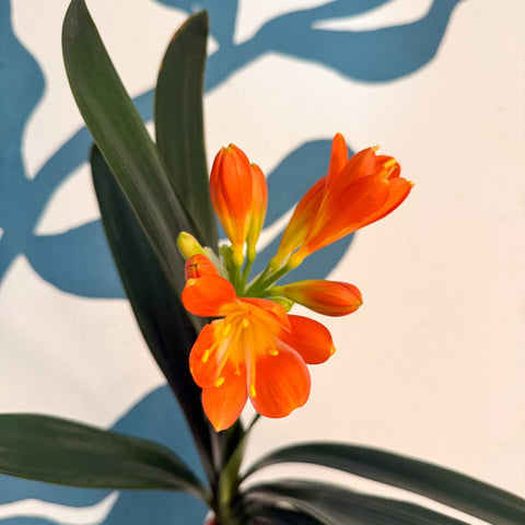 Clivia miniata - Bush Lily - Sprouts of Bristol