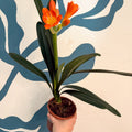Clivia miniata - Bush Lily - Sprouts of Bristol
