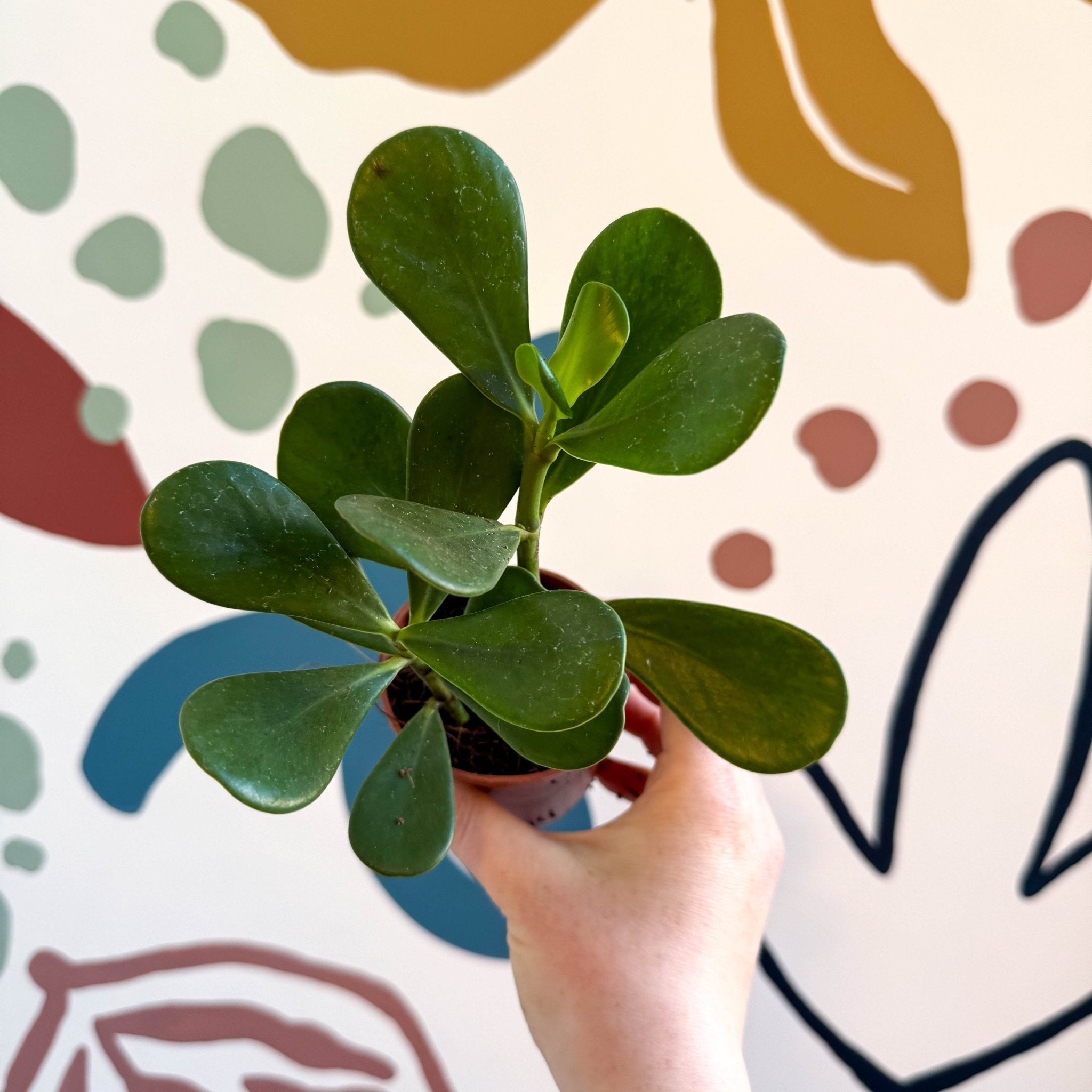 Clusia rosea - Autograph Tree – Sprouts of Bristol