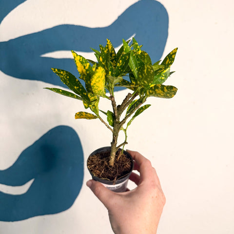 Codiaeum ‘Gold’ – Croton - Sprouts of Bristol