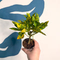 Codiaeum ‘Gold’ – Croton - Sprouts of Bristol