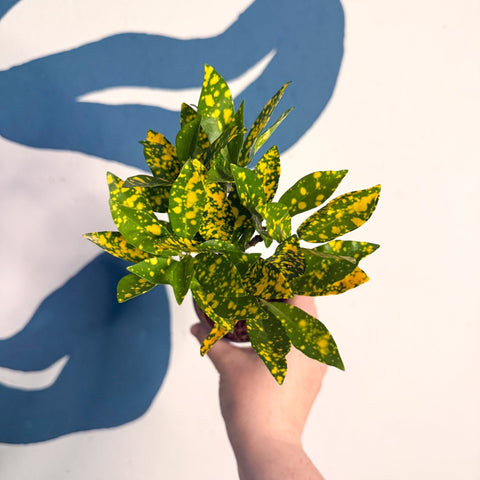 Codiaeum ‘Gold’ – Croton - Sprouts of Bristol