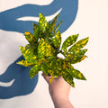 Codiaeum ‘Gold’ – Croton - Sprouts of Bristol