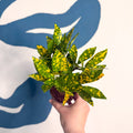 Codiaeum ‘Gold’ – Croton - Sprouts of Bristol