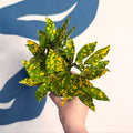 Codiaeum ‘Gold’ – Croton - Sprouts of Bristol